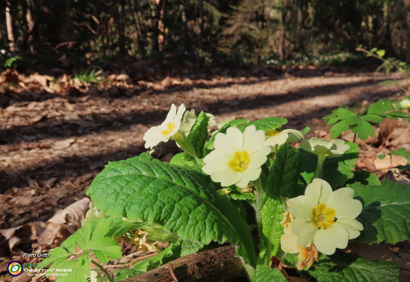 13 Primula vulgaris (Primula comune).JPG